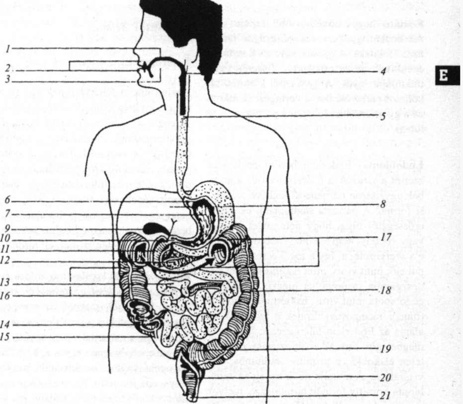 67 Emésztőcsatorna Emésztés /. Szájüreg Ajkak Nyelv Garat (pharynx) Nyelőcső Gyomorszáj (kardia) Gyomor 8. Máj 9. Epehólyag 10. Gyomorkapu 11. Patkóbél 12. Hasnyálmirigy 13. Vékonybél 14. Vakbél 15.