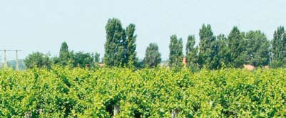 Ha az utazás okoz nehézséget a vendégnek, abban is tud segíteni a panzió, hisz saját bortaxiján szállítja a vendégeit a közeli városokból. A beruházás összértéke: 60 000 000 Ft.