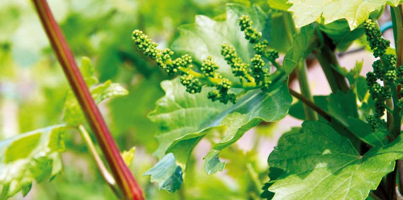 egybekötött borvacsorán Bagnols sur Cezeben. A meghívott vacsoravendégek voltak: Languedoc-Roussillon-i Regionális Önkormányzat elnöke és alelnöke, a Gard Megyei Közgyűlés elnöke, valamint dr.