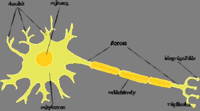 5. ábra Az ingerület átadás területe a synapsis.