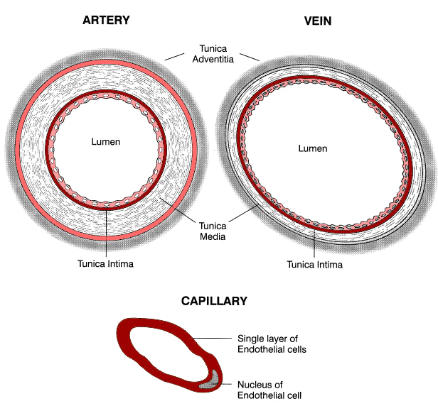 Artéria, véna és kapilláris 21.