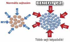 Ezek a sejtek a termésnövekedés második fázisában (sejt megnagyobbodás) tápanyaggal telítődve nagyobb, jobb minőségű gyümölcsöt eredményez! A több sejt a repedési hajlamot is jelentősen csökkenti!