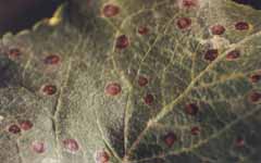 A 70-es évek elején a Phyllonorycter (=Lithocolletis) blancardella (illetve annak természetes ellenségei) vetette meg az integrált növényvédelem alapjait, mivel az akkoriban forgalomban lévő