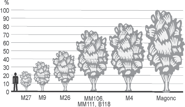 jó, gyümölcsük azonban gyakran elaprósodik, ezért csak nagy-gyümölcsű fajtákhoz használható (VERCAMMEN et al., 2006). A fák télállóságát az M.9-hez viszonyítva kissé javítja.
