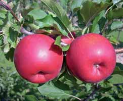 A Red Topaz gyümölcse néhány nappal a Golden után érik. A gyümölcs rendkívül kemény és savtartalma nagyon magas.