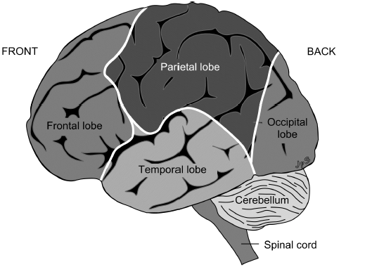 2. ábra: FRONT ELŐL BACK HÁTUL Parietal lobe Fali lebeny Frontal lobe Homloklebeny Occipital lobe Occipitalis lebeny Temporal lobe Halántéklebeny Cerebellum Kisagy Spinal cord Gerincagy Az agykéreg