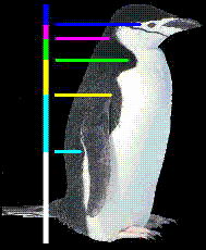 lepke, vagy a delfin.