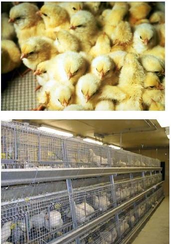 A teljesítményvizsgált egyedek száma - hely és költség korlátozza az egyedszámot - a broiler szülőpárok anyai vonalainak