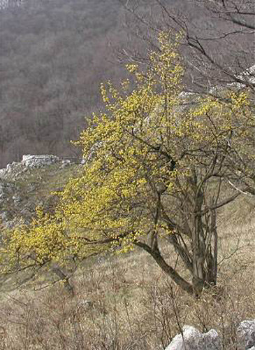 + Cornus