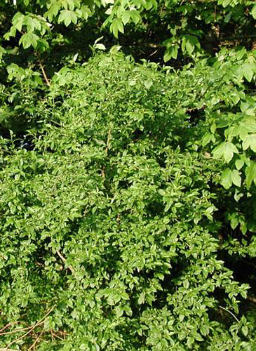 europaeus