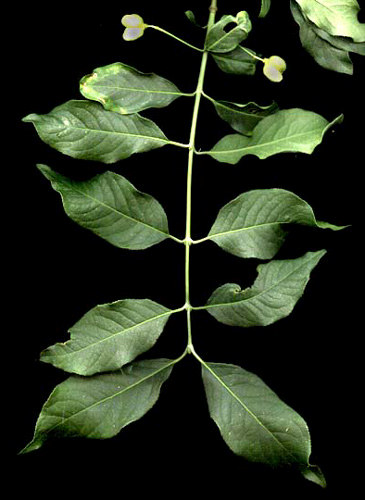 europaeus