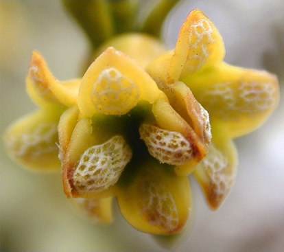 levélállás félélısködık P 2+2 A 2+2 G (2) Loranthus [P