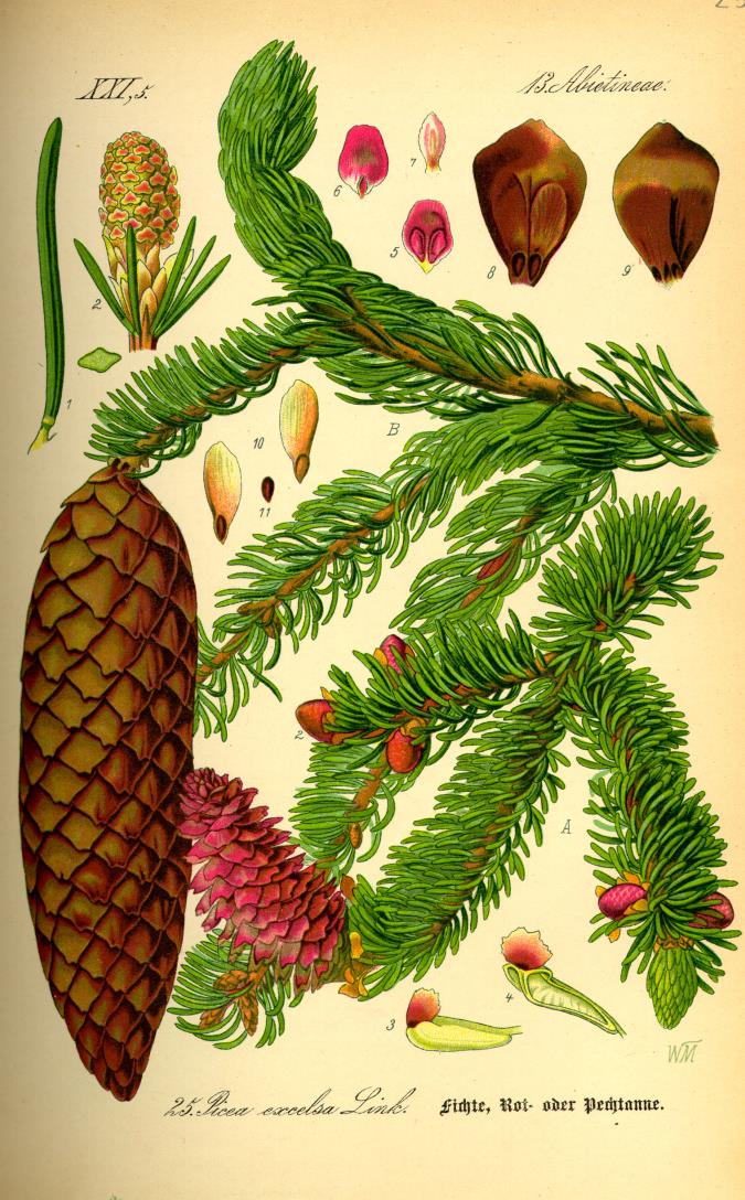 Lucfenyő (Picea abies) Nyitvatermők törzse (Gymnospermatophyta) Tobozosok/Fenyőfélék osztálya