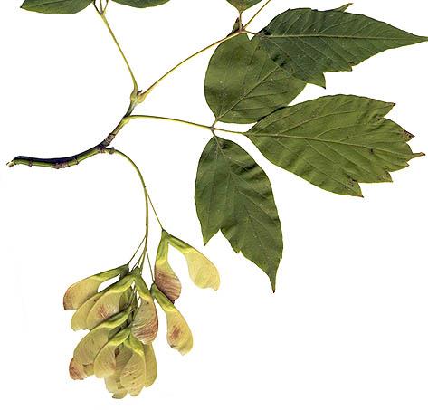 Zárvatermők törzse (Angiospermatophyta) Kőrislevelű/zöld juhar (Acer negundo) Kétszikűek osztálya (Dicotyledonopsida) Fák. Ikerlependék.