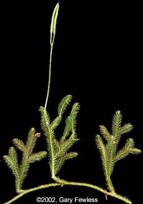 Harasztok törzse (Pteridophyta) Kapcsos korpafű (Lycopodium clavatum) Korpafüvek