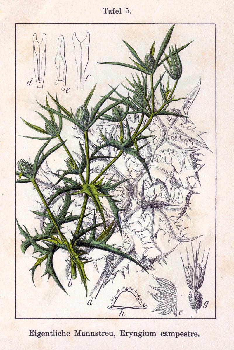 Mezei iringó / ördögszekér (Eryngium campestre) Zárvatermők törzse