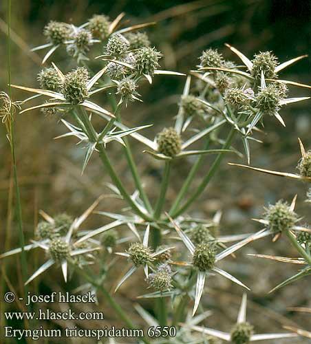 Ernyősvirágúak rendje (Apiales) Ernyősök családja (Umbelliferae) (2).