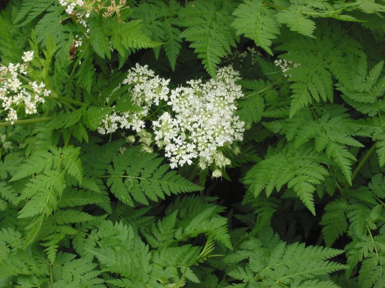 Zamatos turbolya (Anthriscus cerefolium) Zárvatermők törzse (Angiospermatophyta) K5C5A5G alatt.