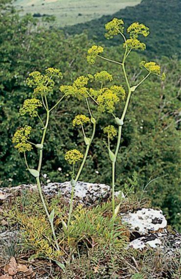 Magyarföldi husáng (Ferula sadleriana) Zárvatermők törzse (Angiospermatophyta) K5C5A5G alatt.