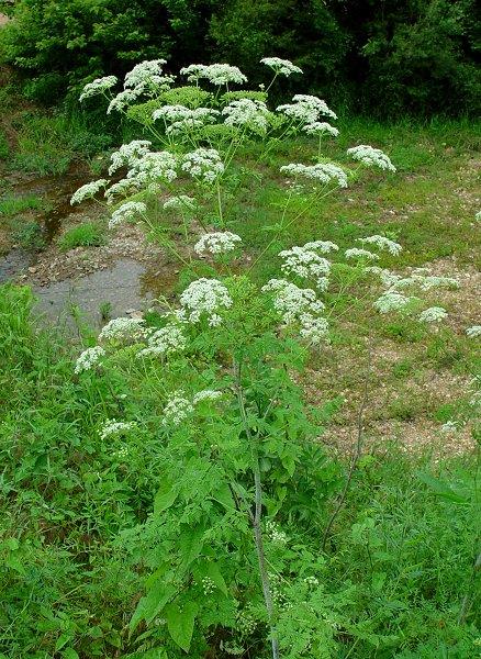 Zárvatermők törzse (Angiospermatophyta) Foltos bürök (Conium maculatum) Kétszikűek osztálya (Dicotyledonopsida) Ernyősvirágúak rendje (Apiales) Ernyősök családja (Umbelliferae) K5C5A5G.