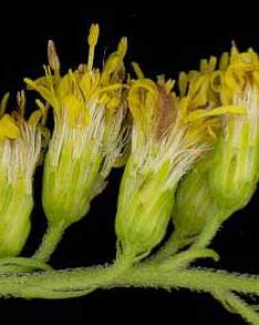 Zárvatermők törzse (Angiospermatophyta) Magas aranyvessző (Solidago gigantea) Kétszikűek osztálya (Dicotyledonopsida)