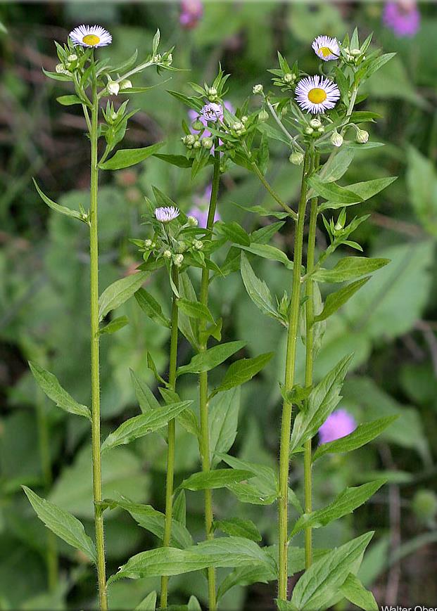 Zárvatermők törzse (Angiospermatophyta) Seprence (Stenactis annua) Kétszikűek osztálya (Dicotyledonopsida) Fészkesvirágzatúak