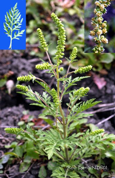 Ürömlevelű parlagfű (Ambrosia artemisiifolia) Zárvatermők törzse (Angiospermatophyta) Kétszikűek osztálya (Dicotyledonopsida) Fészkesvirágzatúak rendje (Asterales)