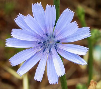 Fészkesvirágzatúak rendje (Asterales) Fészkesek családja (Asteraceae) Nyelvesvirágúak