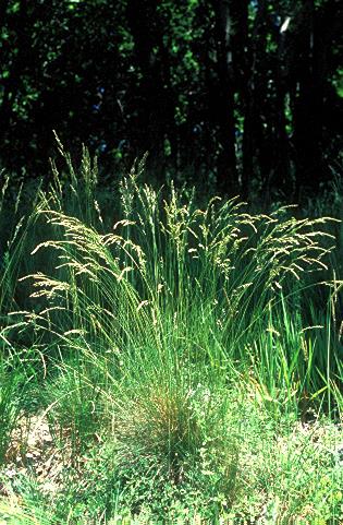 Magyar / homoki csenkesz (Festuca vaginata) Zárvatermők törzse (Angiospermatophyta) Egyszikűek osztálya (Monocotyledonopsida) Pázsitfüvek rendje (Poales) Pázsitfűfélék családja