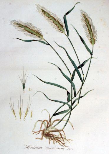 Zárvatermők törzse (Angiospermatophyta) Egérárpa (Hordeum murinum) Egyszikűek osztálya (Monocotyledonopsida) Pázsitfüvek rendje