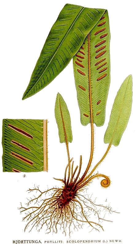 Harasztok törzse (Pteridophyta) Gímpáfrány (Phyllitis scolopendrium) Páfrányok osztálya (Pteropsida) Fodorkafélék családja
