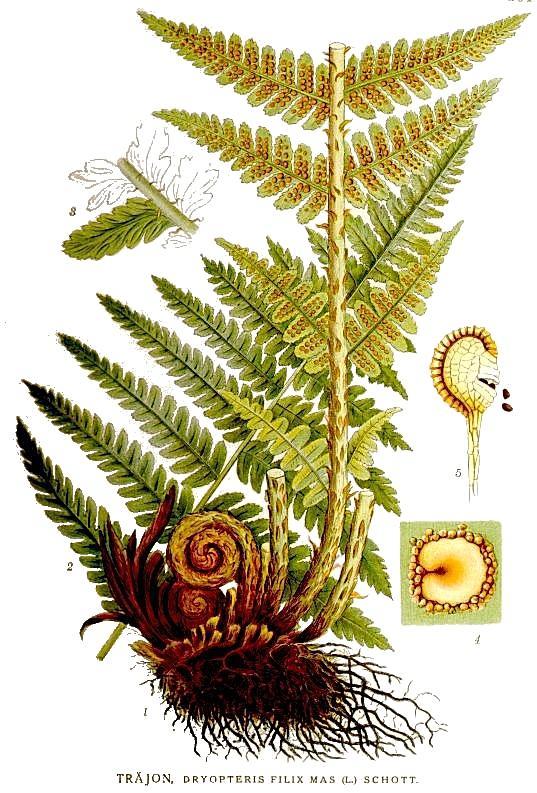 Harasztok törzse (Pteridophyta) Erdei pajzsika (Dryopteris