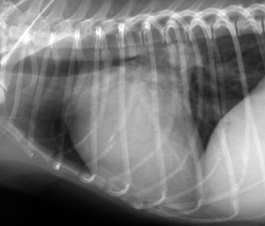 egyenes/homorú caudális kontúr felemelkedett trachea