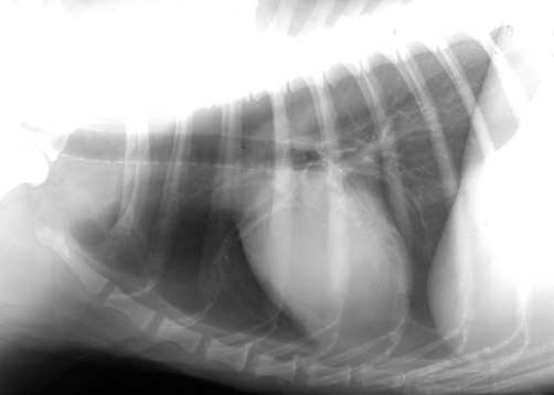 Brachycephal: >16% Bulldogok: >12% Idegen test a felsı légutakban Idegen test