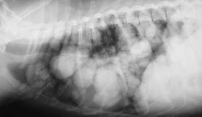 Mikronodularis Nodularis  Makronodularis -