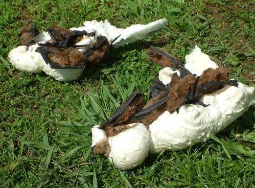 DENEVÉRKUTATÁS Hungarian Bat Research News 53 1. ábra. A panelhézagokba juttatott purhab elpusztítja a denevéreket (fotó: Császár Zsolt) Figure 1.