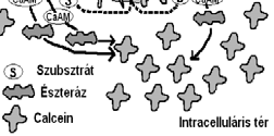 Anion Transzporter) AB 2 ~ fokozott metabolikus inaktiváció B.