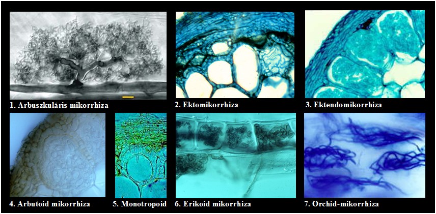 mutualizmustól akár a parazitizmusig is változhat (VAN DER HEIDEN 2002), így a gomba gyökérkolonizációjának mértéke csökkenhet, vagy akár kedvezőtlenül is hathat a növény növekedésére is (FRANCIS és