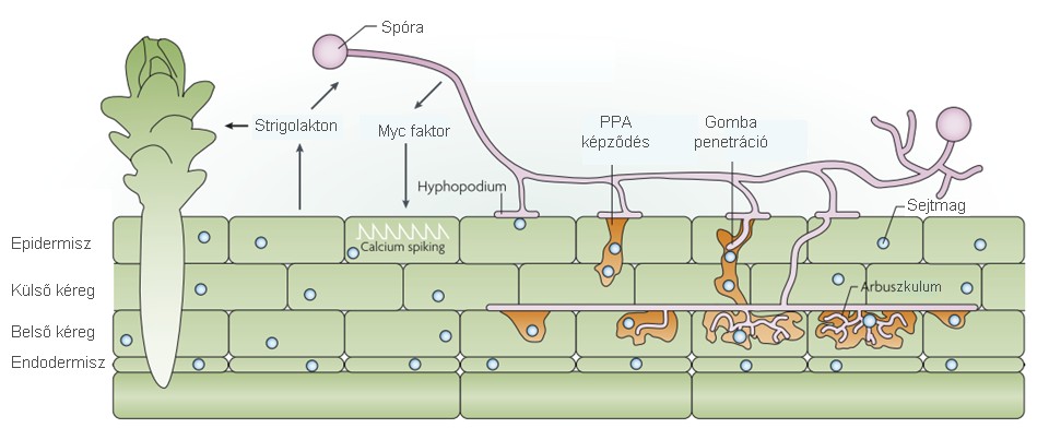 gyökérexudátum növényi hormonjai, az ún. strigolaktonok stimulálják (AKIYAMA et al. 2005, BESSERER et al. 2006). A szimbiózis kialakulása során (2.