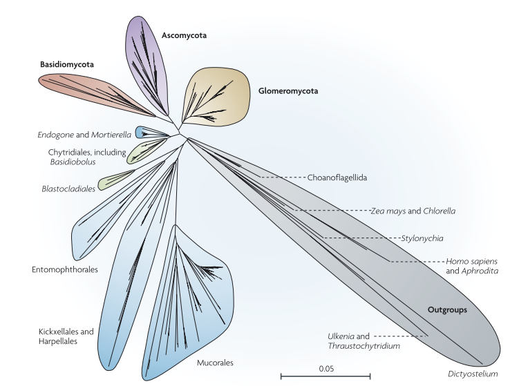 2.3. Az AM gombák filogenetikai és taxonómiai jellemzése 2.3.1.