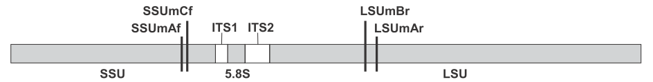 (Single Strand Conformation Polymorphism; ORITA et al. 1989).