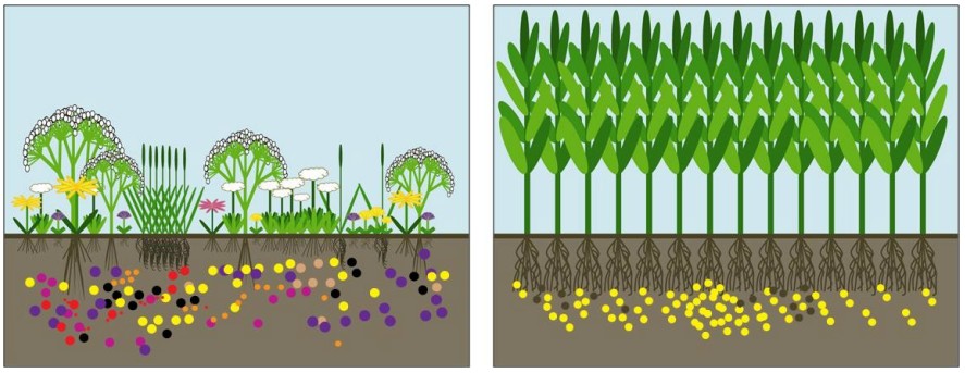 2.5.2. Vetésforgó hatása az AM gomba diverzitásra A vetésforgó olyan tervszerű talajhasználati rendszer, melyben a térben és időben előre kidolgozott sorrend szerint termesztett növények összetétele