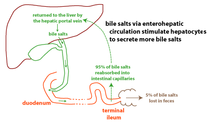 Az enterohepatikus körforgás Az májsejtek kiválasztják az epesavakat a vérből máj epesavak epevezeték Az epesavak a máj kapuvénán keresztül vénás vérrel jutnak vissza a