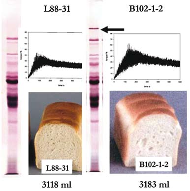 Tamás László és Oszvald Mária 13.1. ábra: A búza Ax1 HMW glutenin alegységfehérje mennyiségének növelése pozitív hatású a búzaliszt sütőipari minőségére. (Shewry, P. R.