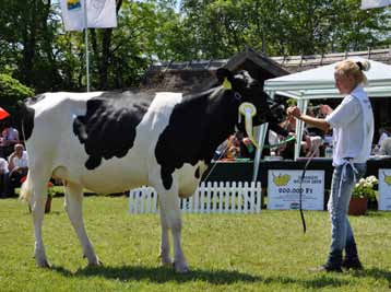 Egyesületi élet Holstein-fríz vemhes üsző III.