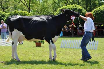 Gilette Brilea F B I 18715 Braedale Goldwyn Tenyésztő és tulajdonos: Tirus Mg. Zrt.