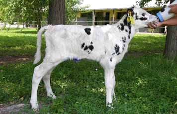 2011 nyarán került a Génbank-Semex Magyarország Kft. Mesterséges Termékenyítő Állomásához.