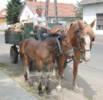 KÖZÉLET Virágos Nagykálló Tisztelt Szülõk! FELHÍVÁS Szeretném magam és a város lakóinak nevében megköszönni azt a bôkezû ajándékot, amit Papp Lászlótól és családjától kaptunk, nevezetesen majd 200 db.