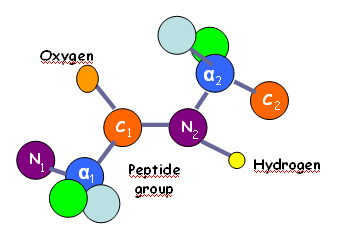 Oxigén Peptid csoport Hidrogén 3. ábra: Peptidkötés. A peptidkötés egyik aminosav molekula karboxilcsoportjából és egy másik aminosav molekula aminocsoportjából víz kiválasztásával keletkezik.