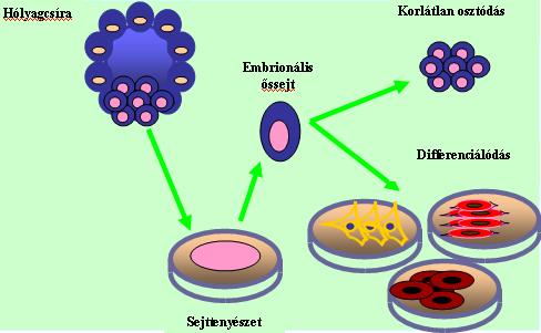 Embrionális és indukált pluripotens őssejt-vonalak A hólyagcsíra állapotú humán embrió belső sejtcsomójából kinyerhető őssejtek sejtkultúrába vihetőek és korlátlanul tenyészthetőek. Ezek az ún.